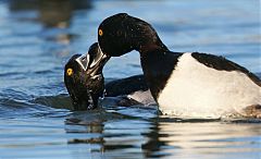 Ring-necked Duck